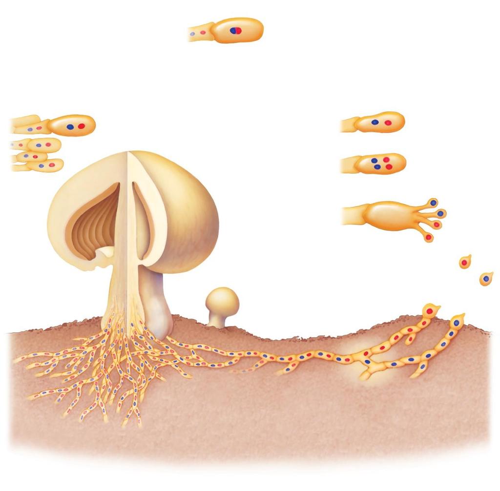 4 The end club-shaped cell becomes a diploid (2n) zygote when its two nuclei fuse.