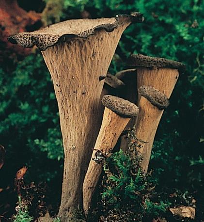 Death cap mushroom (A,