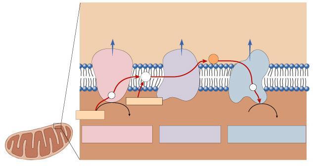 membrane outer membrane inner membrane