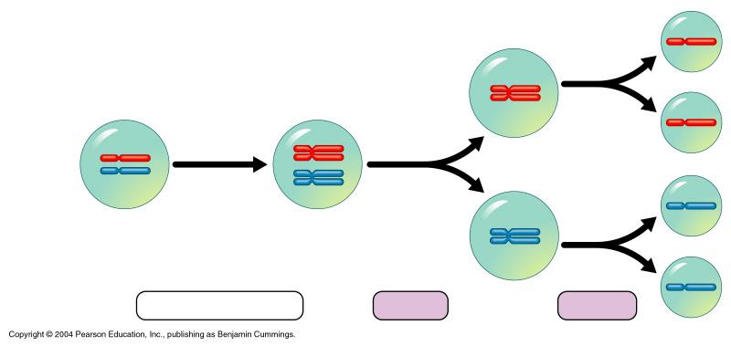 Meiotic Divisions: 1 Chromosomes 2 duplicate Homologous chromosomes separate 3 Sister chromatids separate Homologous pair of chromosomes