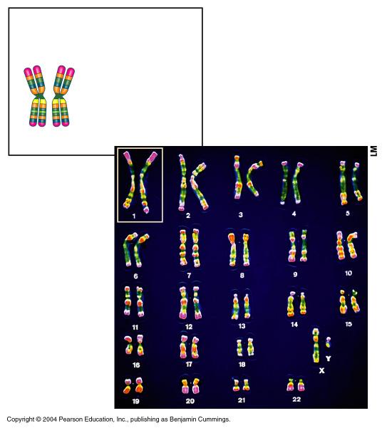 Each color is a gene Pair of homologous chromosomes Centromere Sister
