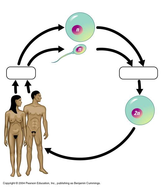 Gametes and the Life Cycle of a Sexual Organism The life cycle of a multi-cellular organism is the sequence of stages leading from the adults of one generation to the adults of the
