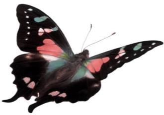 1 Leaf Facts about Butterflies: - Female butterflies have thicker veins (lines) in their wings - Butterflies that are