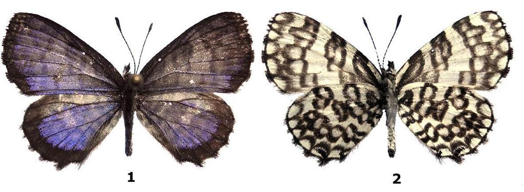 4 A new species of Thaumaina (Lepidoptera, Lycaenidae) from the