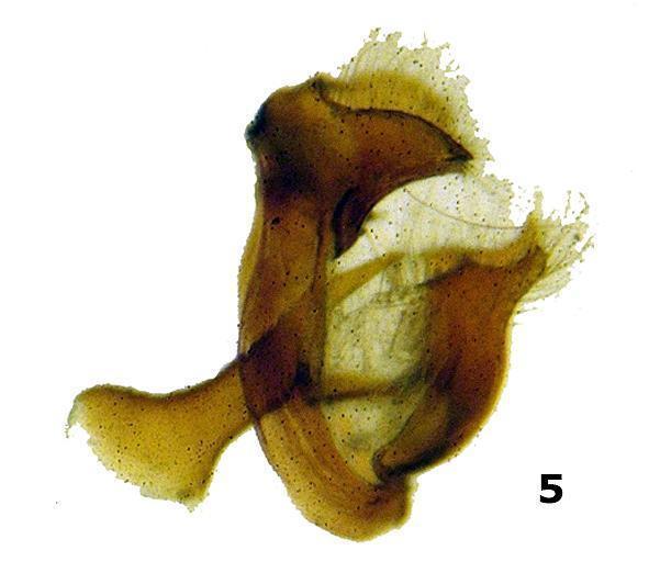 Fig. 1. Holotype, KSP12360, upperside; Fig. 2.