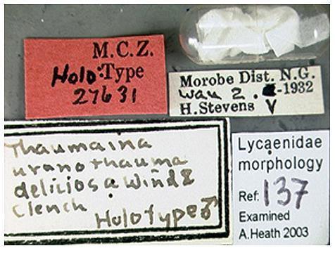 Holotype and labels of Thaumaina uranothauma deliciosa Wind &