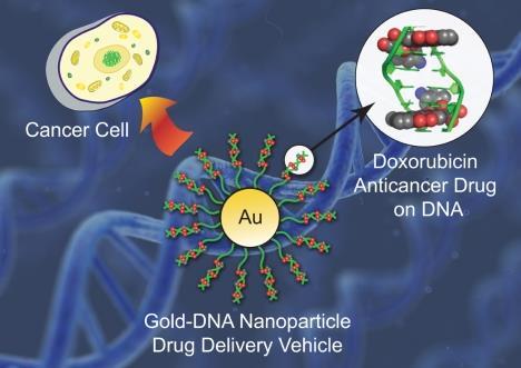 Applications: Gold nanoparticles for therapy Gold nanoparticles can serve as