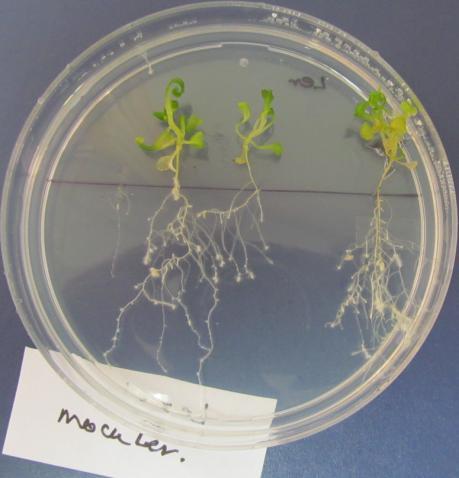 The seeds were arranged in line at two third of petri plate and transferred