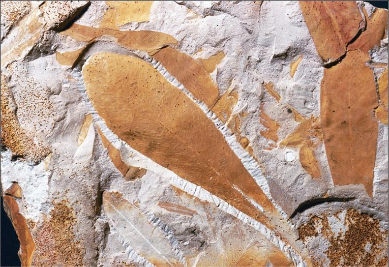 Continental Drift Fossils of Glossopteris and other plants and animals on widely