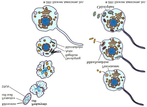 4. Eukaryote Origins Hybrid Theory: a. 4 Steps. b. Loss of bacterial cell wall. c. Pinching off cell membrane to form ER & nucleus. d. Symbiogenesis (see below) all other organelles i.