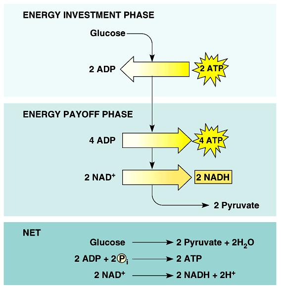 The energy input and