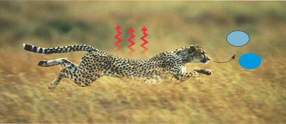 For example, the chemical (potential) energy in food will be converted to the kinetic energy of the cheetah s movement in (b).