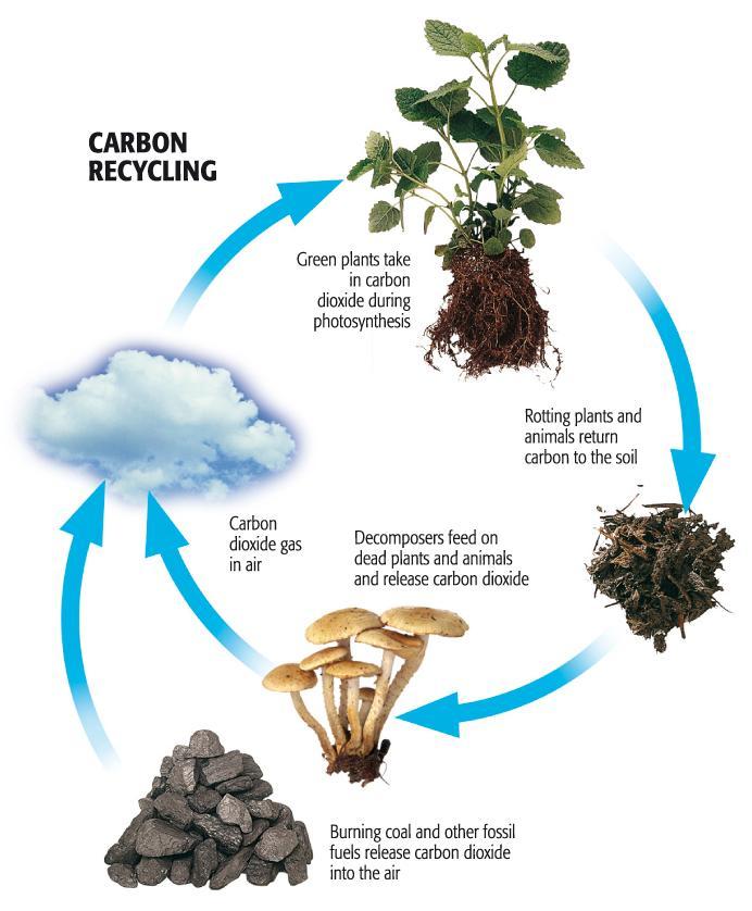 CARBON DIOXIDE CO 2 moves in and out of the