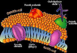 Organelles Organelles do the work of cells each structure has a job to do keeps the cell alive; keeps you alive They re like mini-organs! Model Animal Cell 1. Cells need power!