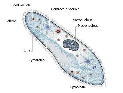 vacuole filled w/ digestive enzymes Food &
