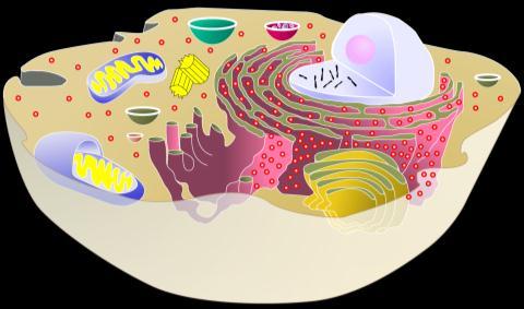 recognizes signals nucleolus produces controls cell build proteins