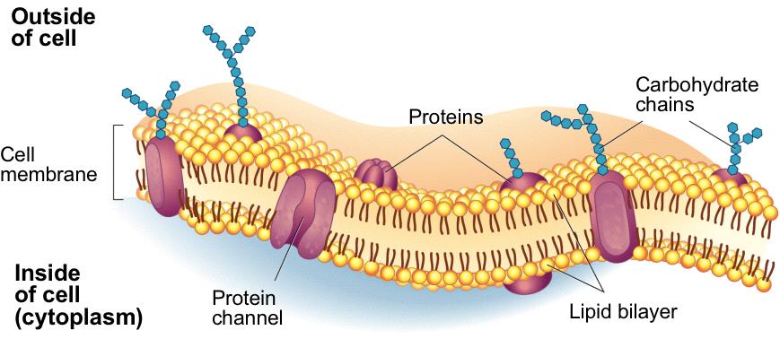 Provides structural support Prokaryotes also have cell walls but they are composed of different material.