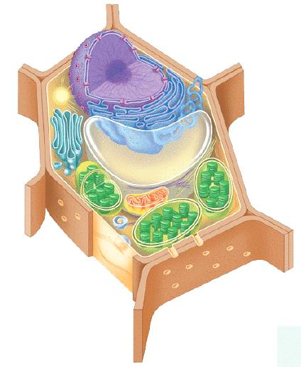 supports the organelles called the CYTOSOL.