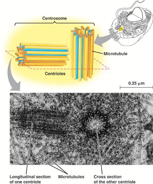 Centrioles Aides in cell division NOT found in plant cells Composed of