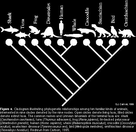 Organisms have descended from a common ancestor.
