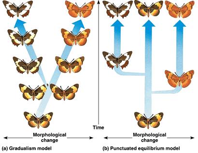 MACROEVOLUTION large-scale evolutionary change SPECIATION - produces a NEW species 1. gene flow between two population is interrupted 2.