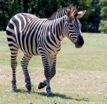 !! Although horses and zebra can mate, the resulting offspring (called a zorse) cannot have more babies.
