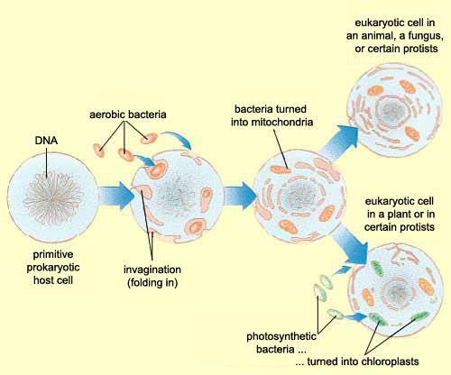 Endosymbiosis Small bacteria cells entered larger bacterial cells.