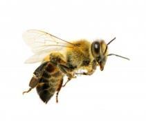 An animal carries pollen