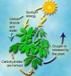 Plants get their energy from trapping and storing sunlight and animals when they consume