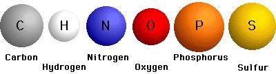 CHNOPS carbon, hydrogen, nitrogen, oxygen,