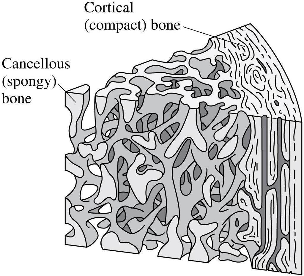 Biological Materials Most bones in your body are made of two different kinds of bony material: dense and rigid