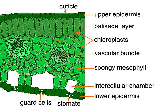 leaves mesophyll tissue veins (vascular bundles)