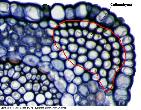 transport system in shoots & roots xylem & phloem Plant CELL types in plant tissues Parenchyma typical plant cells = least specialized photosynthetic cells, storage cells tissue of leaves, stem,