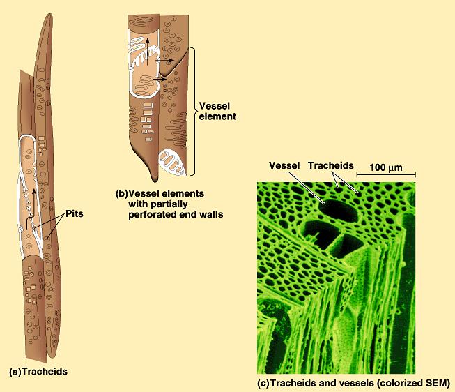 vessel elements Xylem vessel element Vascular tissue move water & minerals up from