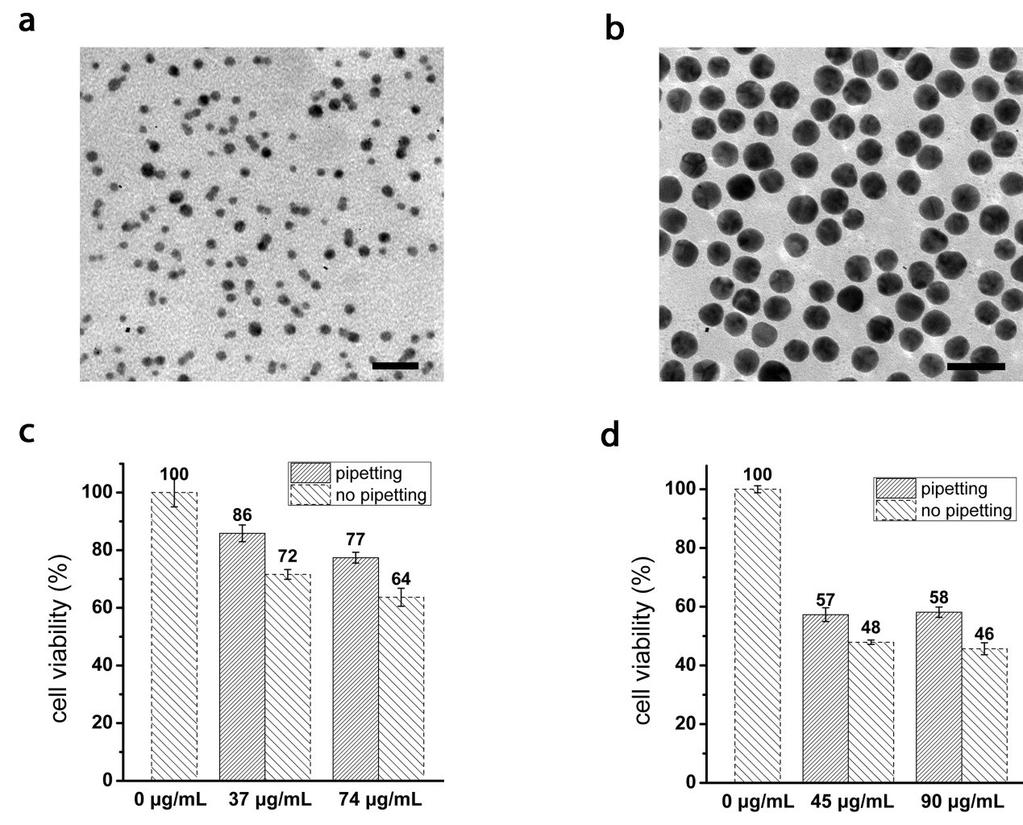 Figure S2. Cytotoxicity of gold nanoparticles with different sizes. (a) TEM image of 4.3 nm gold nanoparticles. Scale bar was 20 nm. (b) TEM image of 23 nm gold nanoparticles.