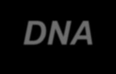 are condensed Genome 20 m