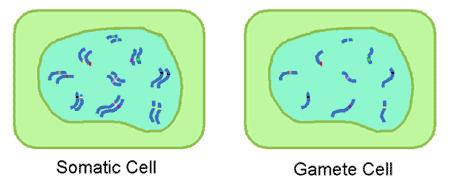 Somatic Cells vs.