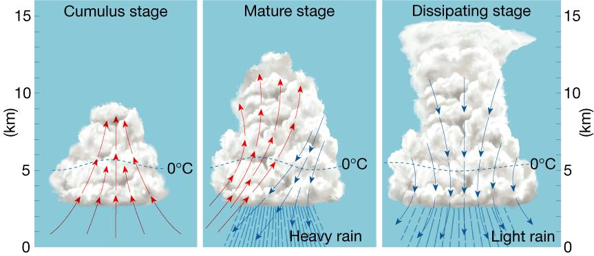 Stages in the Development of a Thunderstorm Tornadoes Tornadoes are violent windstorms that take the form of a rotation column of air called a