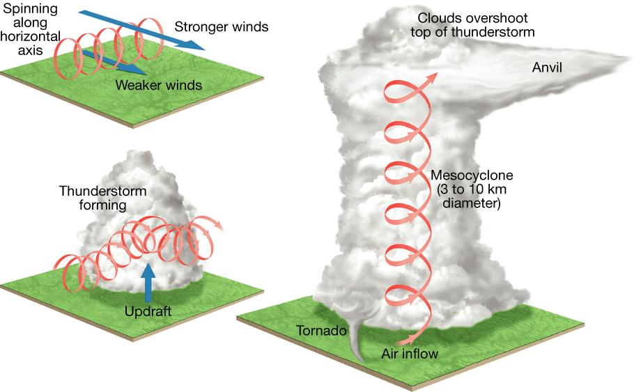 Occurrence and Development of Tornadoes Most tornadoes form in association with severe thunderstorms.