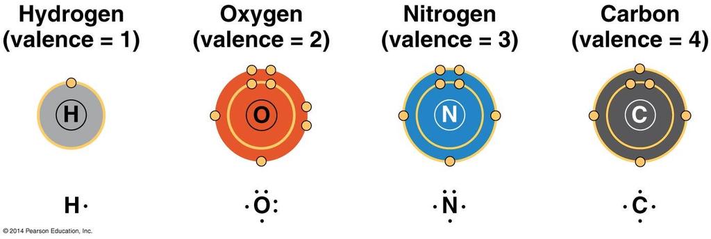 4.2 Carbon atoms can form diverse molecules by bonding to four other atoms: The valences of carbon and its partners can be viewed as the guidelines that determine the architecture of organic