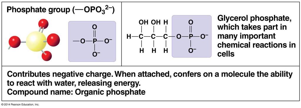 4.3 A few chemical groups are key to molecular function: A phosphate group ( OPO 32 ) consists of a phosphorus atom bound to four oxygen atoms (three with single bonds and one with a double bond).