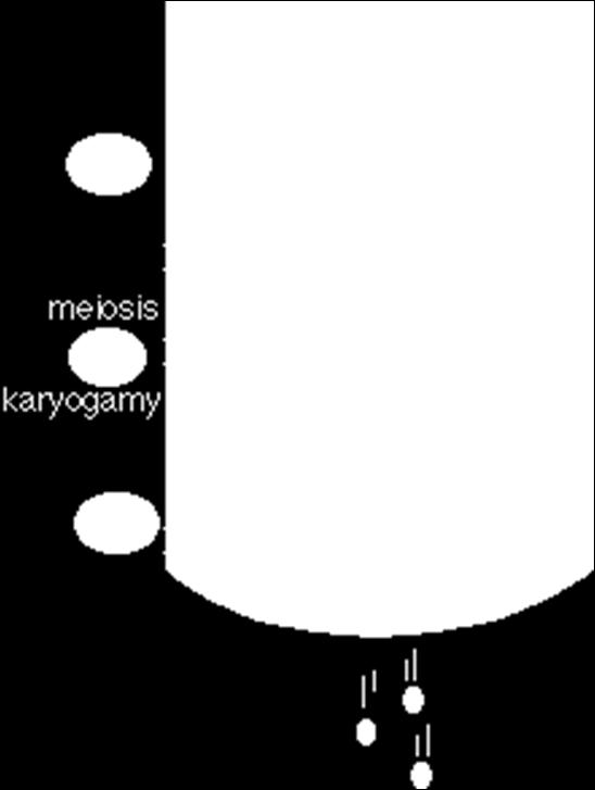 nuclei of a dikaryon to