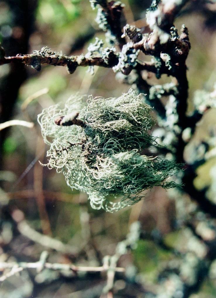 Lichens symbiotic association held in a hyphae mesh alga provides