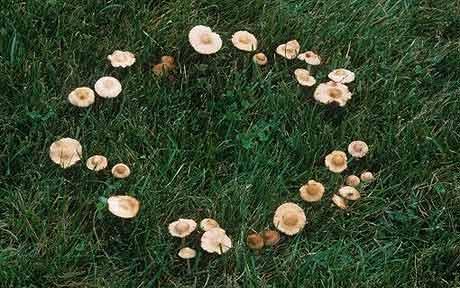 Fairy Rings form as the mycelia from the fungi spread out from a central location.