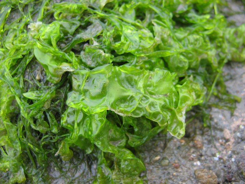 Ulva multicellular green algae that also utilize holdfast cells