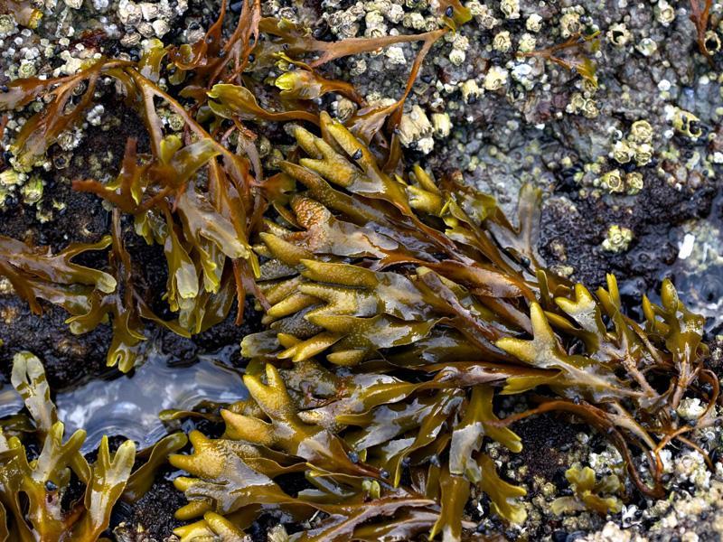 Fucus (see tank), Giant Kelp Utilizes