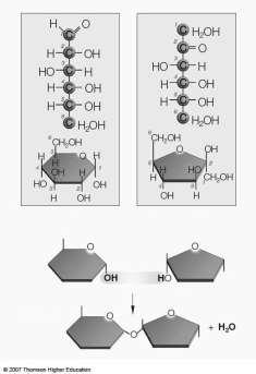 Carbon s Bonding Behavior Outer shell of carbon has 4 electrons; can hold 8 Each carbon atom can form covalent bonds with up to 4 other atoms Bonding Arrangements Carbon atoms can form chains or