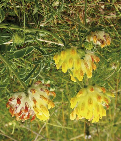 Key wild flowers known to be used by great yellow