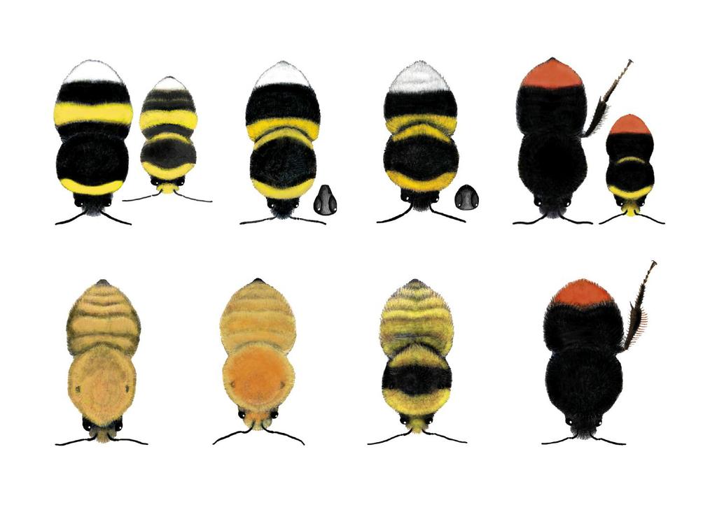 Bumblebees of Tiree red hairs on back legs Common carder bee Seillean buidhe Moss carder bee Seillean ruadh Great yellow bumblebee Seillean mòr buidhe Red-shanked carder bee Seillean dubh Male