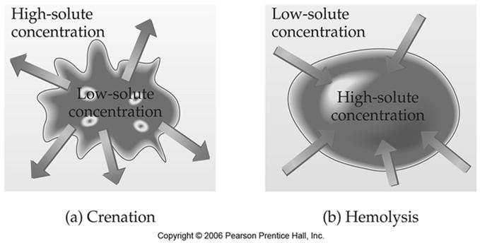 On the figure (a) above, the blood cell with lower concentration of solute (hypertonic solution) is placed in the in the solution that has higher concentration of solute (hypotonic solution).